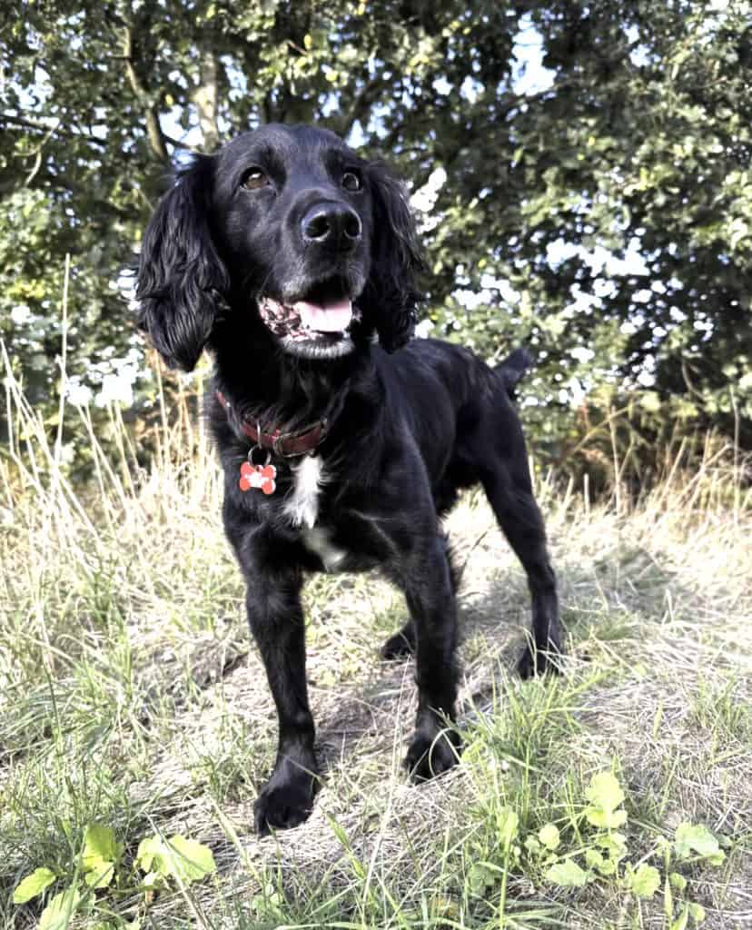 black dog looking at trees